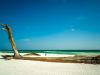 Driftwood On the Beach, Topsail hill Preserve