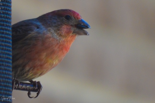 DSC_6121.jpg