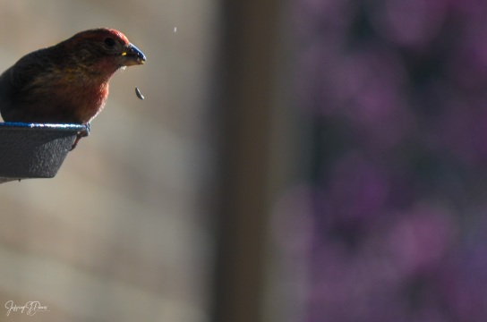 DSC_6174.jpg