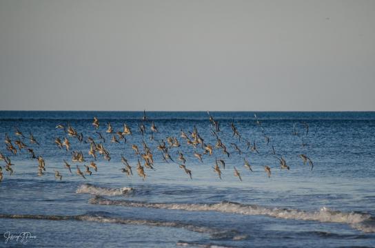 DSC_6247.jpg