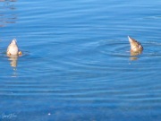 P1020829-2.jpg