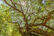 201905 Seabrook Island-02570-HDR.jpg