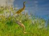 201906-Estero-Island-04235