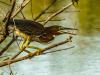 Crafty Green Heron