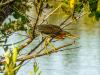 Crafty Green Heron