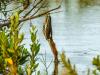 Crafty Green Heron