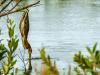 Crafty Green Heron