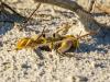 Ghost Crab