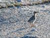 Least Tern Chicks