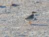 Least Tern Chicks
