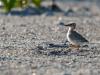 Least Tern Chicks