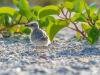 Least Tern Chicks