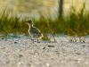 Least Tern Puffballs