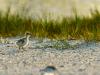 Least Tern Puffballs