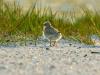 Least Tern Puffballs