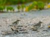 Least Tern Puffballs