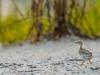 Least Tern Puffballs