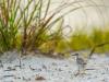 Least Tern Puffballs