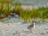 Least Tern Puffballs
