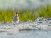 Least Tern Puffballs
