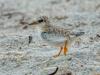 Least Tern Puffballs