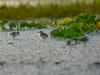 Least Tern Puffballs