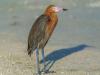 Reddish Egret Dance