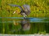 Reddish Egret Dance