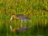 Reddish Egret Dance