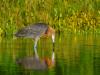 Reddish Egret Dance