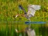 Reddish Egret Dance