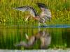 Reddish Egret Dance