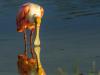 Roseate Spoonbill Self Reflection