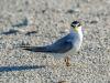 Royal Tern