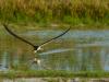 Skimmers on Approach