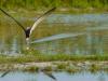 Skimmers on Approach