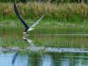 Skimmers on Approach