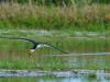 Skimmers on Approach