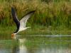 Skimmers on Approach
