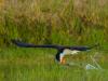 Skimmers on Approach