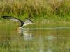 Skimmers on Approach
