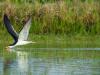 Skimmers on Approach