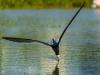 Skimmers on Approach