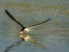 Skimmers on Approach