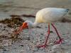 White Ibis In the Surf