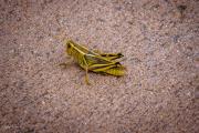 Yellow Grasshopper