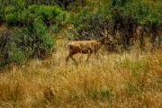 Horsetooth Falls Trail