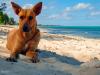 Potcake Pup on the Beach at Grace Bay