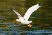 Ibis In Flight