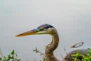 Tricolor Heron, Many Parts of A Pinecone ARE Edible